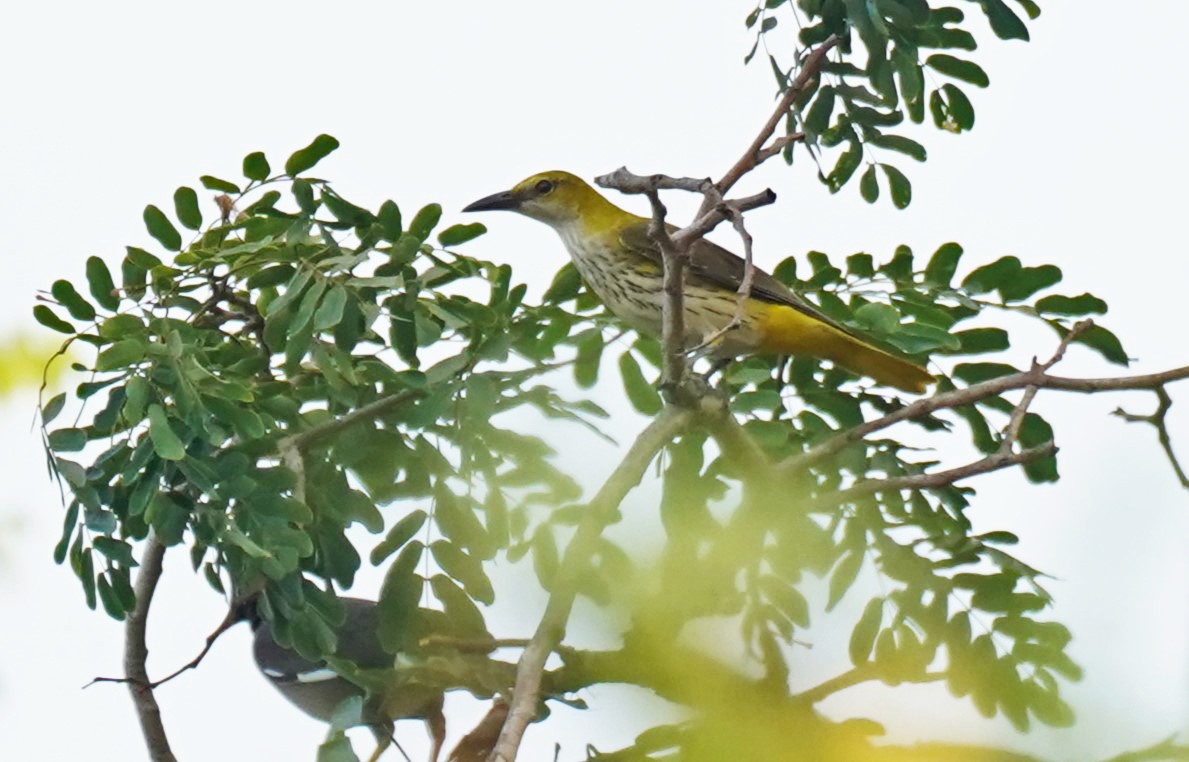 Indian Golden Oriole - ML617352199
