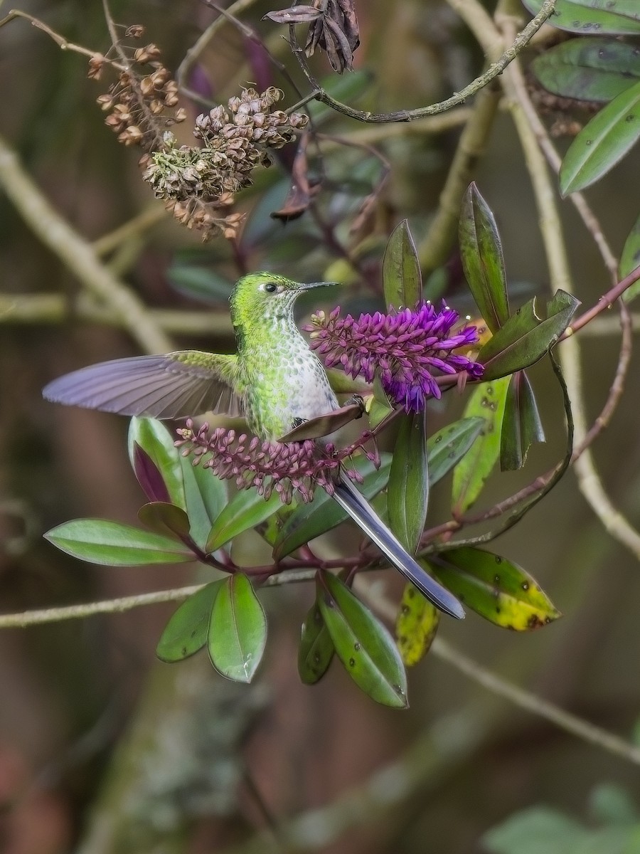 Yeşil Kuyruklu Kolibri - ML617352208