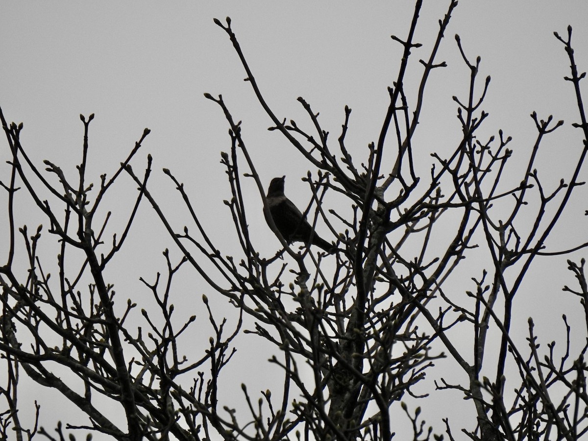 Ring Ouzel (Northern) - ML617352341