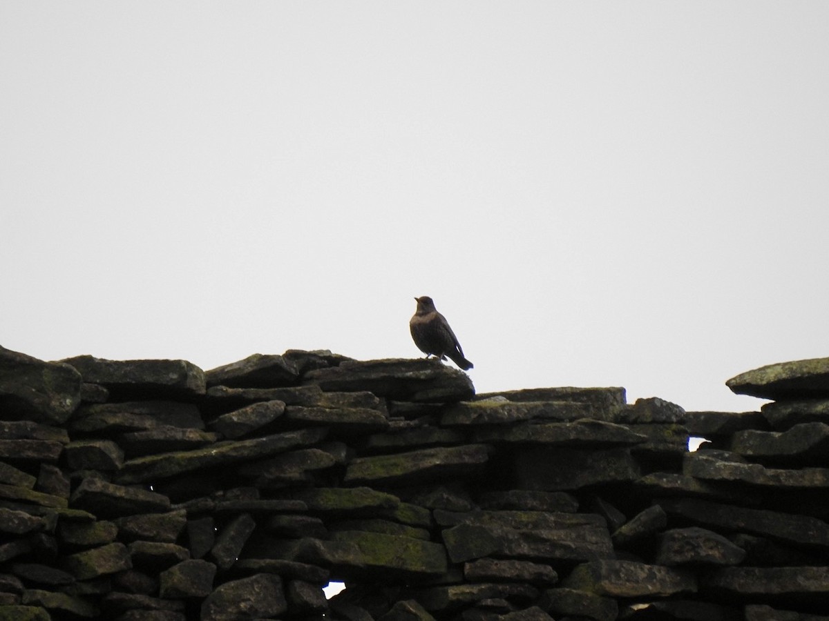 Ring Ouzel (Northern) - ML617352342