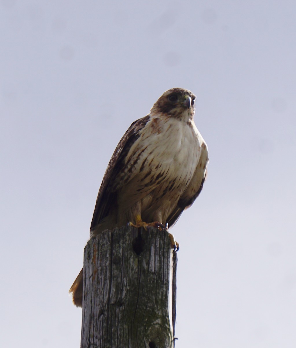 Red-tailed Hawk - ML617352368