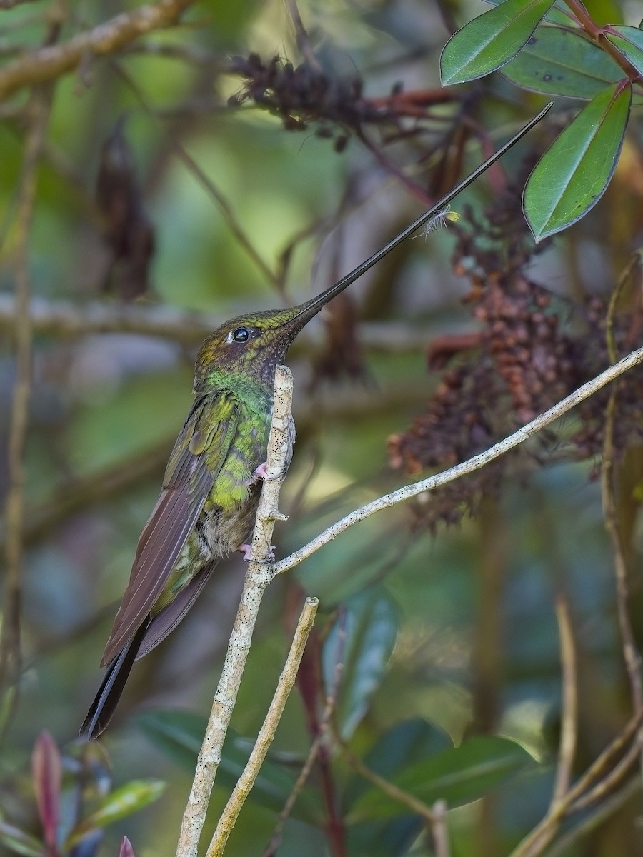 Sword-billed Hummingbird - ML617352396