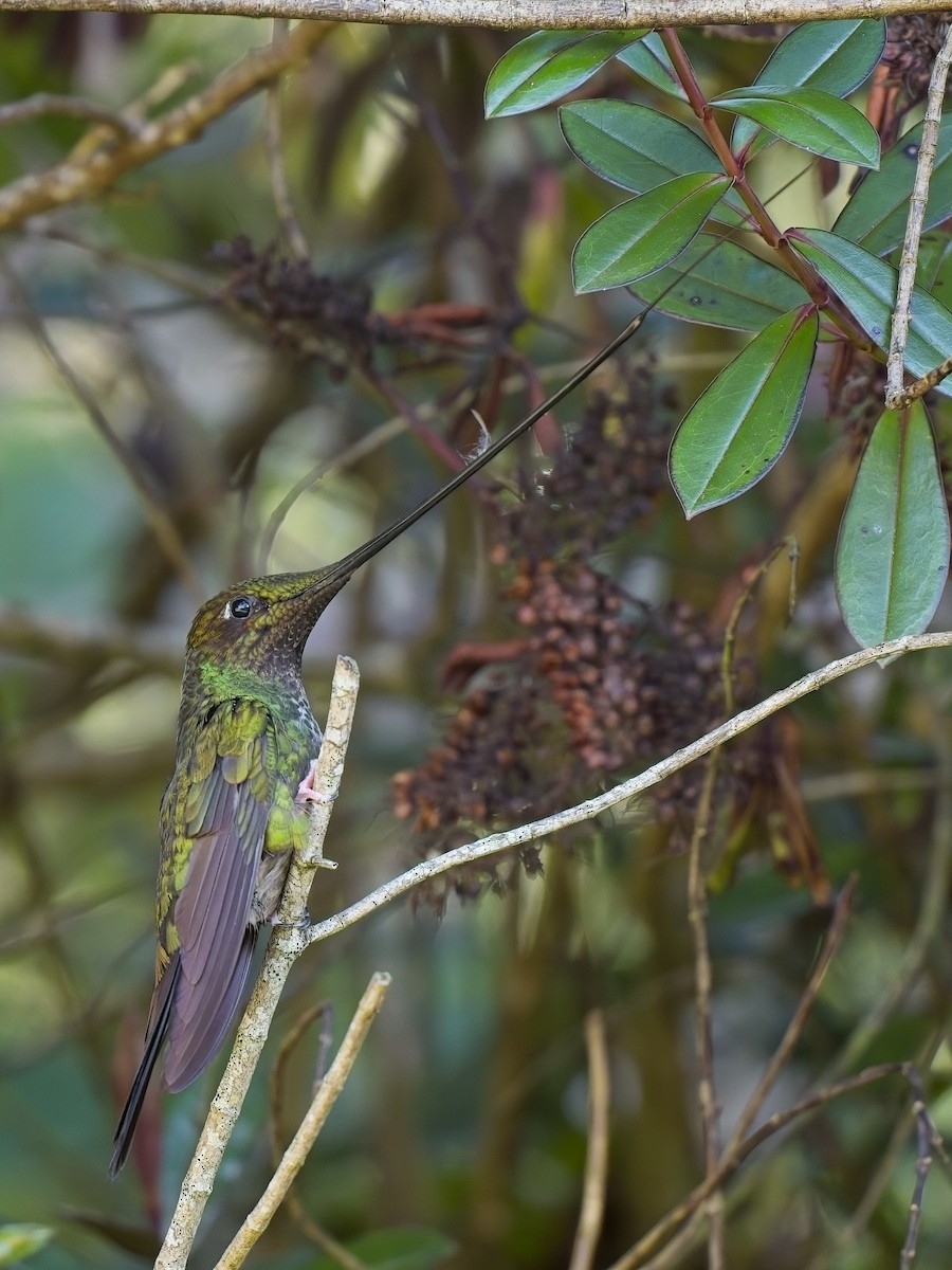 Sword-billed Hummingbird - ML617352397