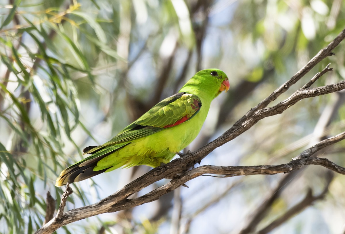 Red-winged Parrot - ML617352398