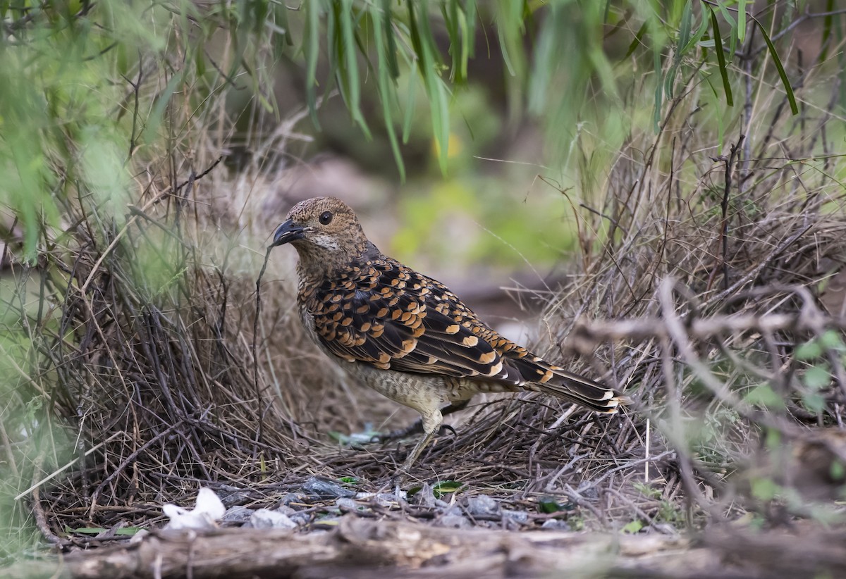 Spotted Bowerbird - Duc Hoang
