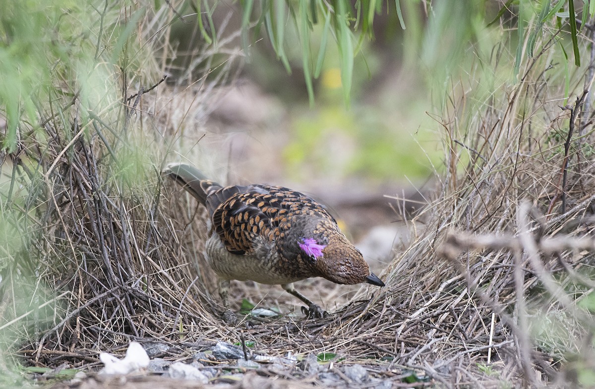 Spotted Bowerbird - Duc Hoang