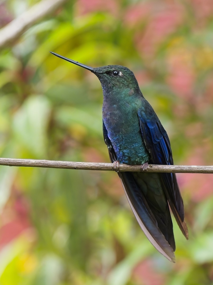 kolibřík modrokřídlý - ML617352437