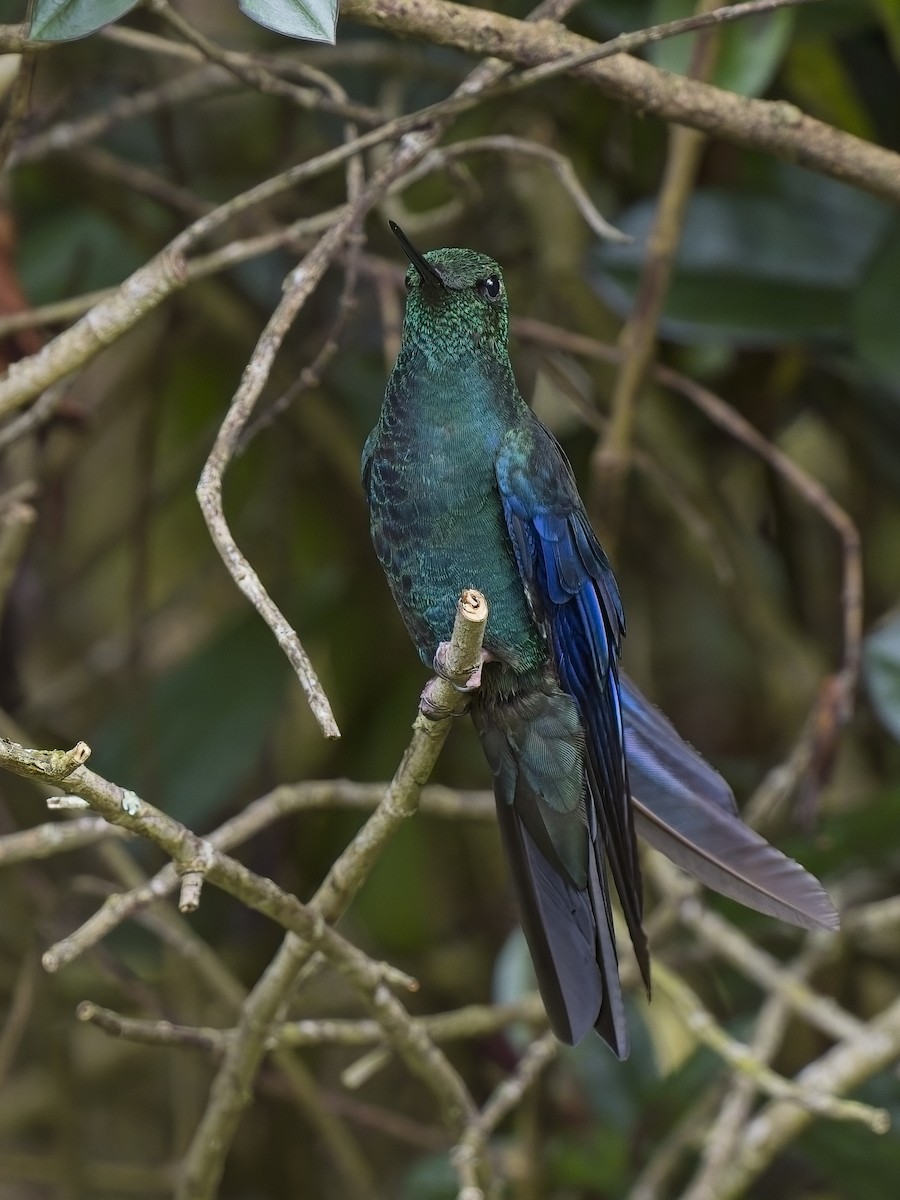 kolibřík modrokřídlý - ML617352438