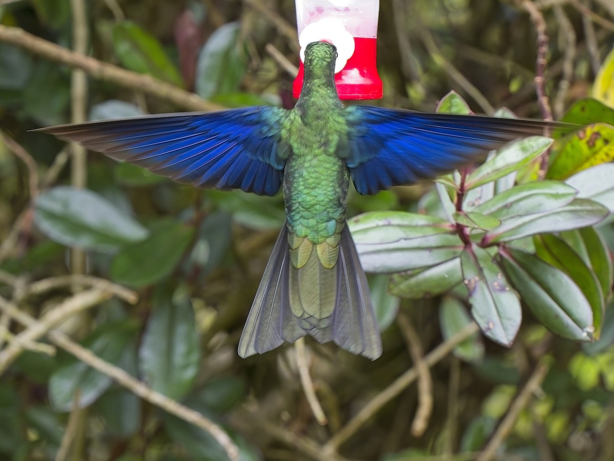 kolibřík modrokřídlý - ML617352445