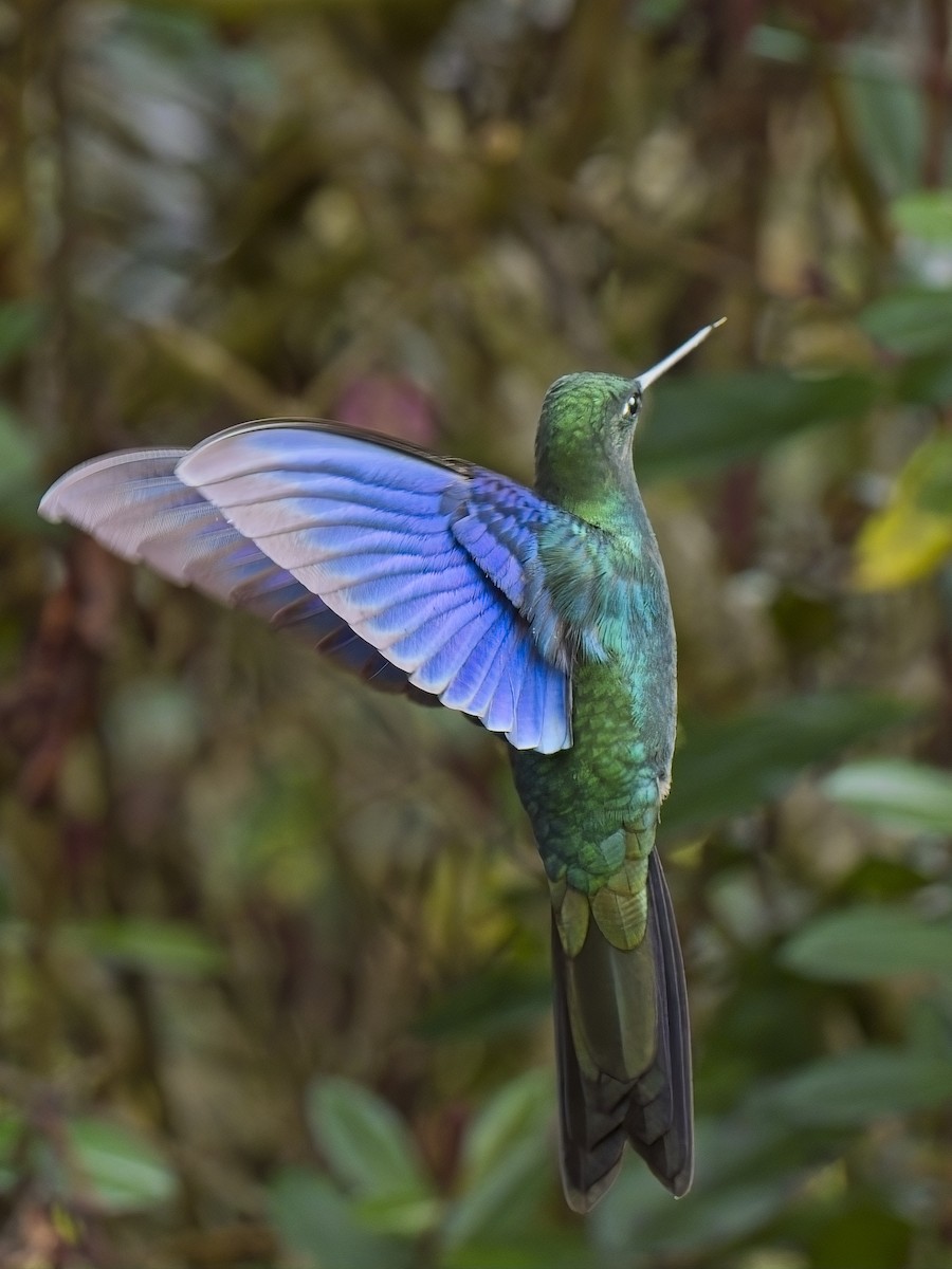kolibřík modrokřídlý - ML617352468