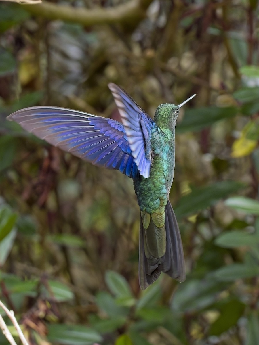 Colibri à ailes saphir - ML617352469