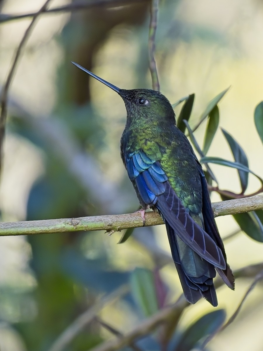 kolibřík modrokřídlý - ML617352512