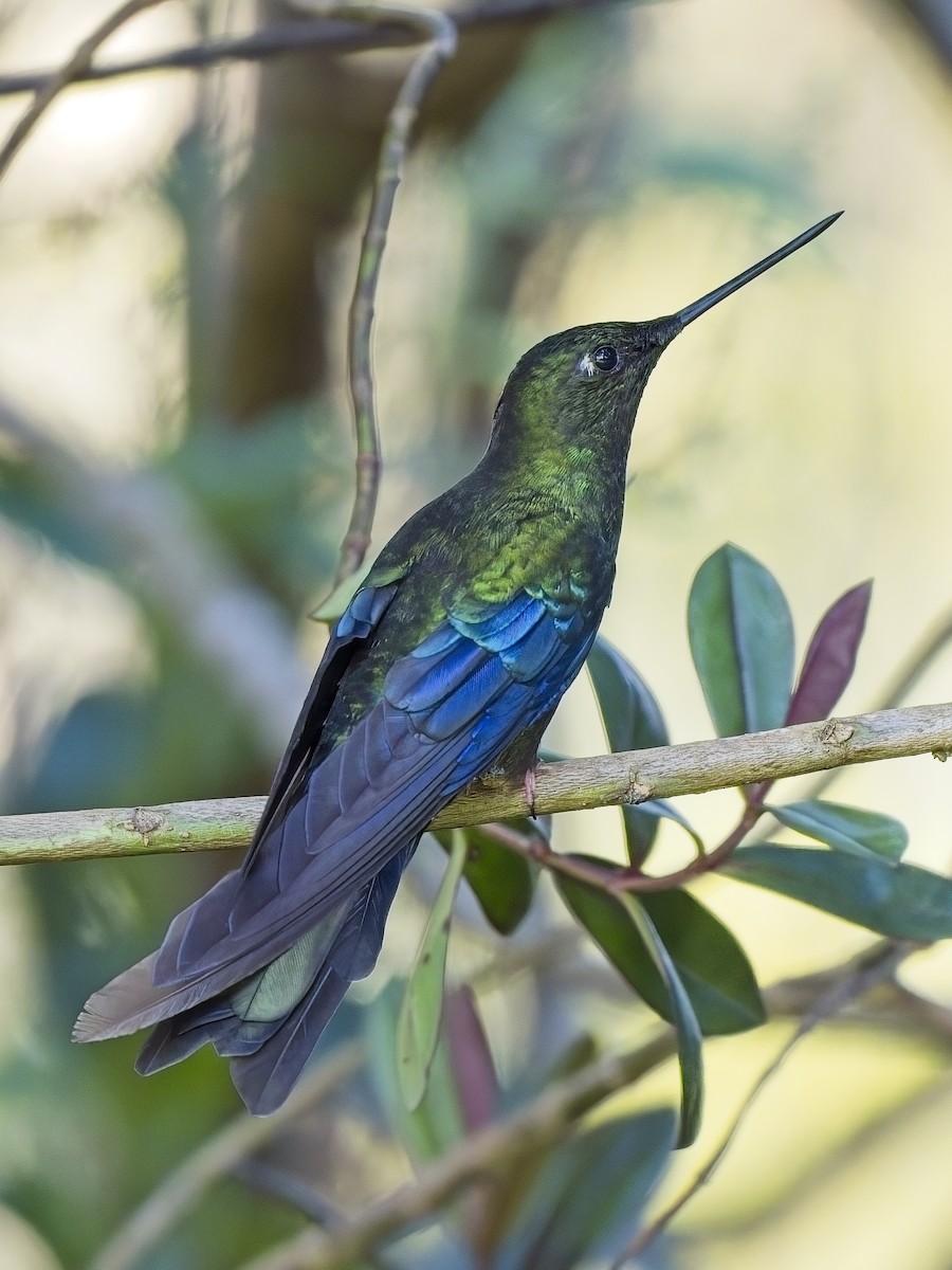 kolibřík modrokřídlý - ML617352513