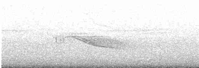 Weißschwanz-Nachtschwalbe - ML617352534