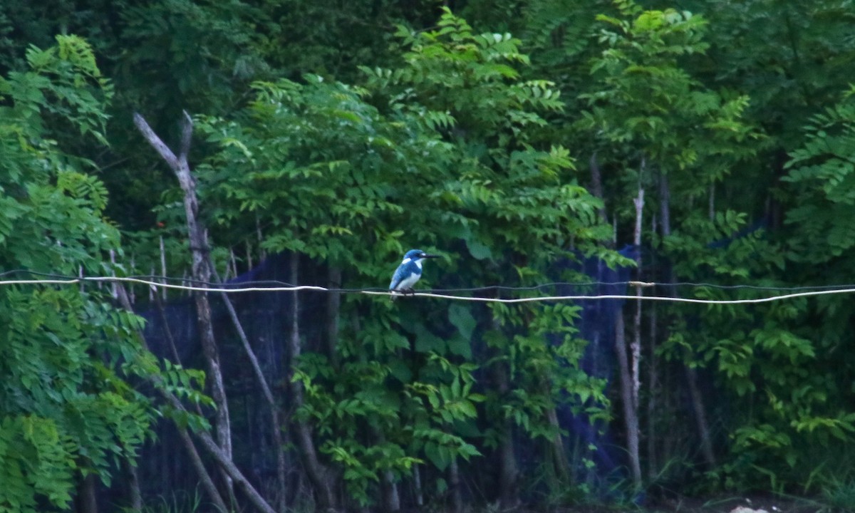 Small Blue Kingfisher - ML617352577