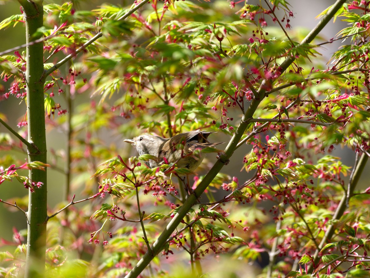 Japanese Bush Warbler - s maekawa