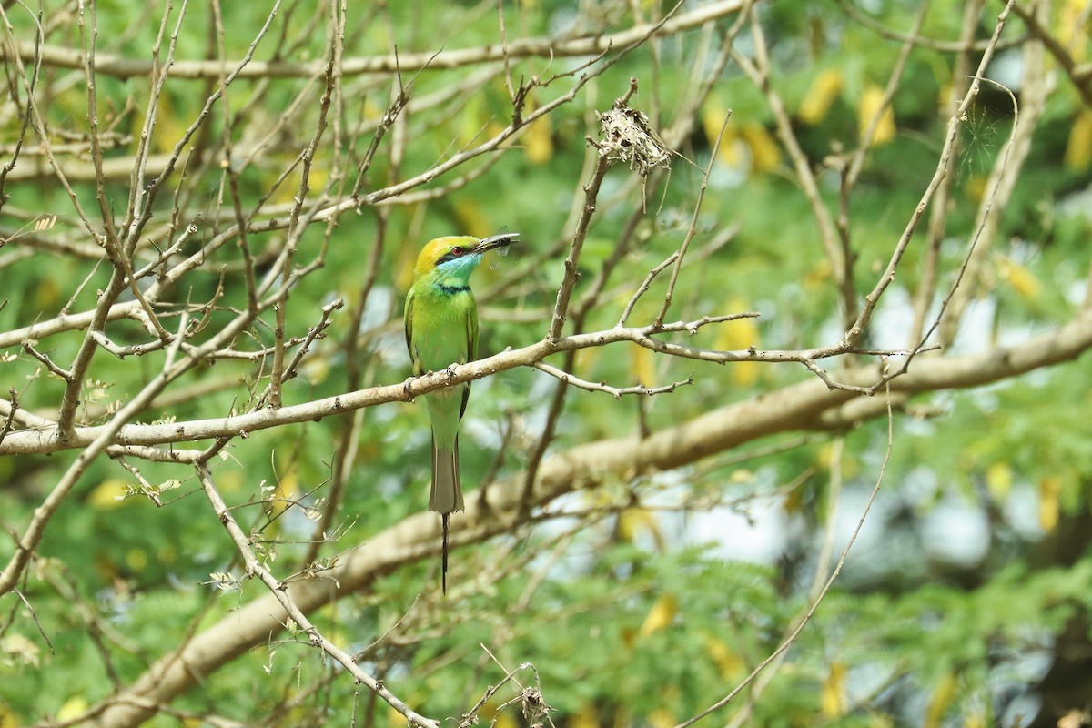 Asian Green Bee-eater - ML617352652