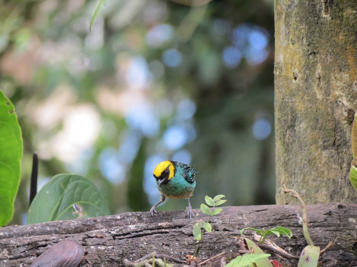 Saffron-crowned Tanager - ML617352752
