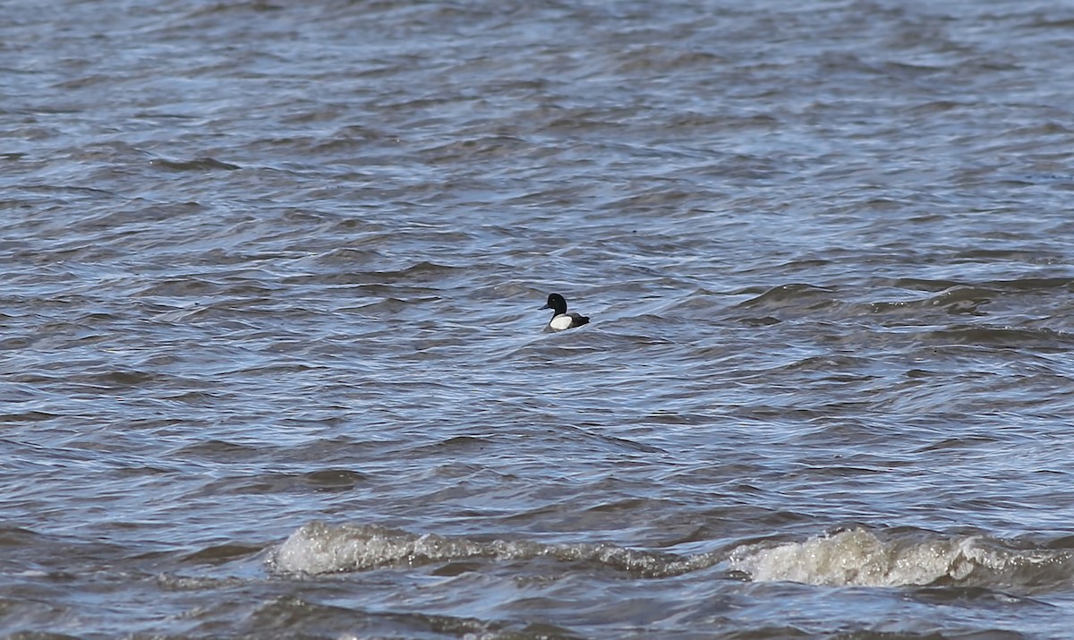 Greater Scaup - ML617352758