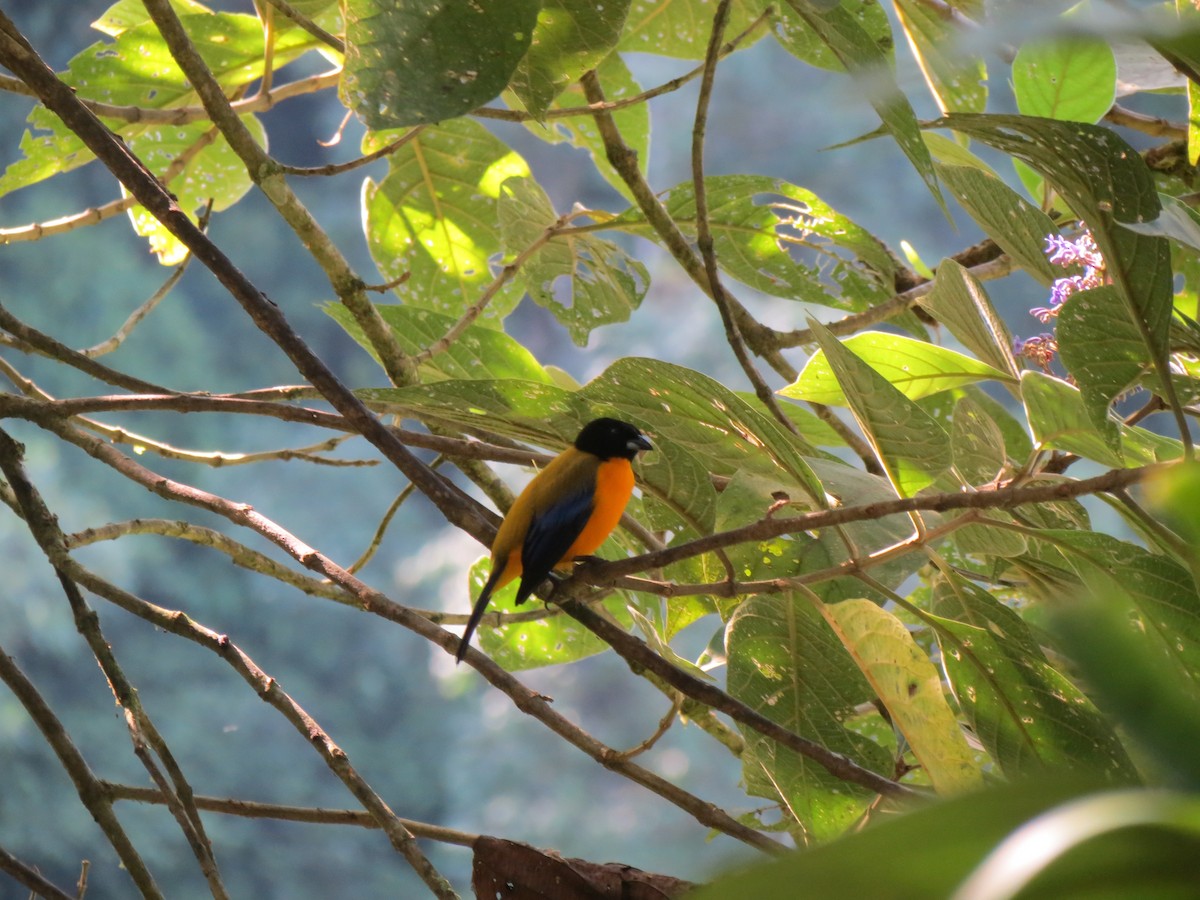 Black-chinned Mountain Tanager - ML617352853
