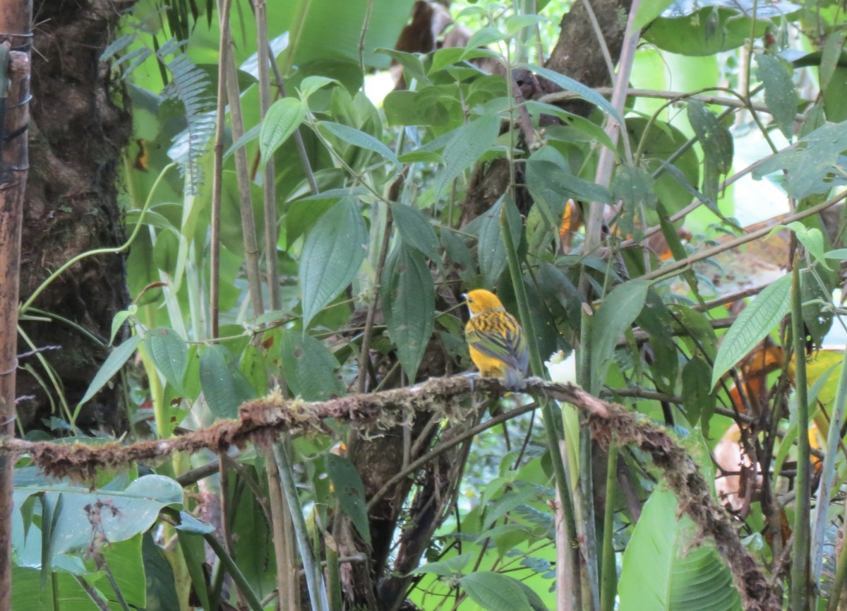Silver-throated Tanager - ML617352863