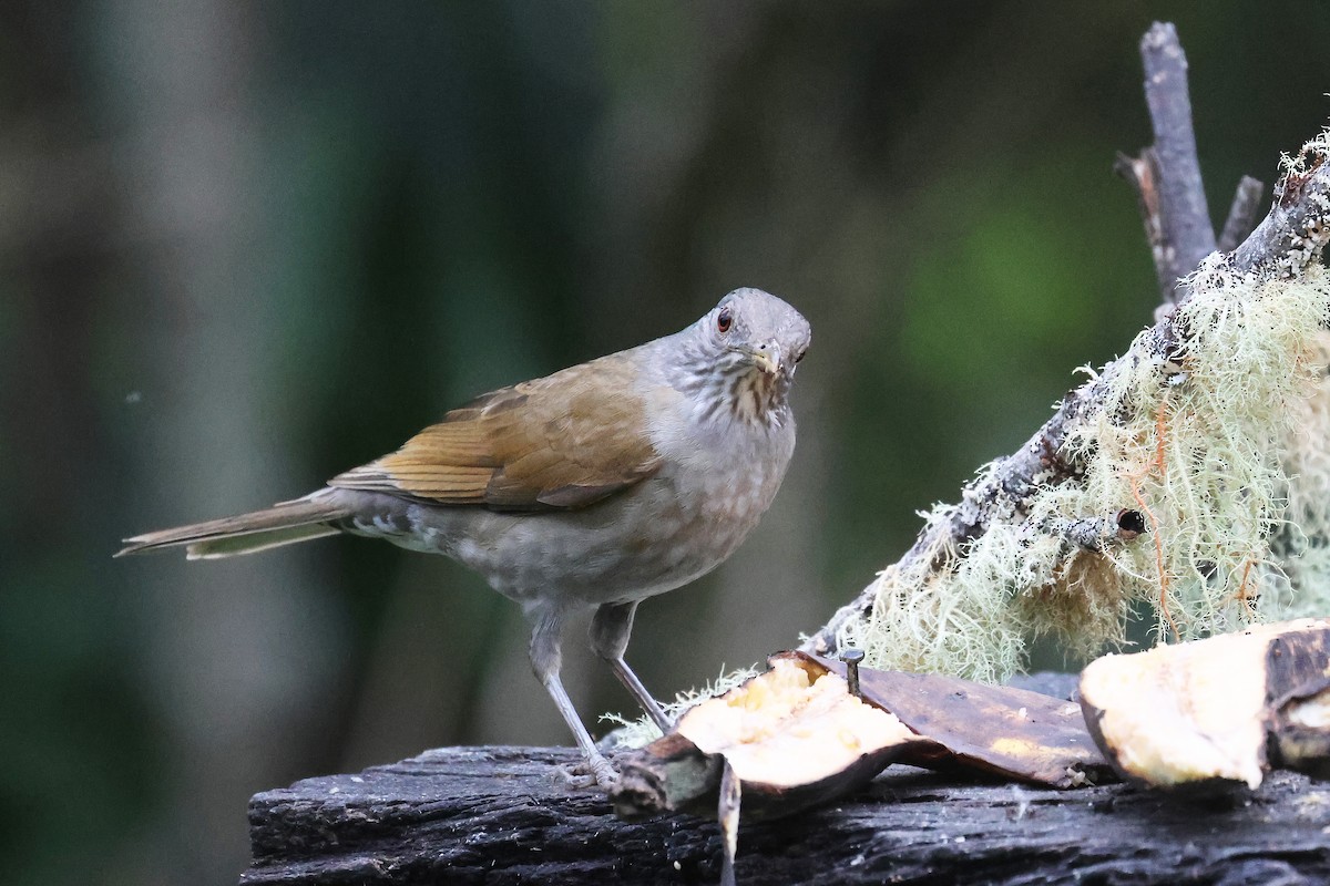 Pale-breasted Thrush - ML617352897