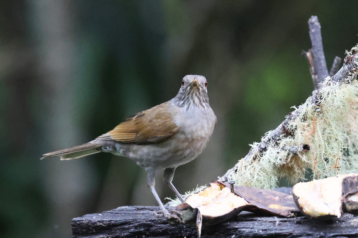 Pale-breasted Thrush - ML617352898