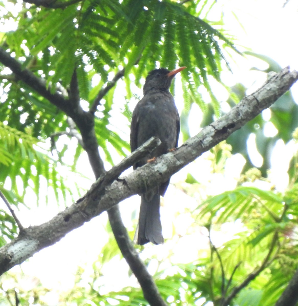Square-tailed Bulbul - Sahana M