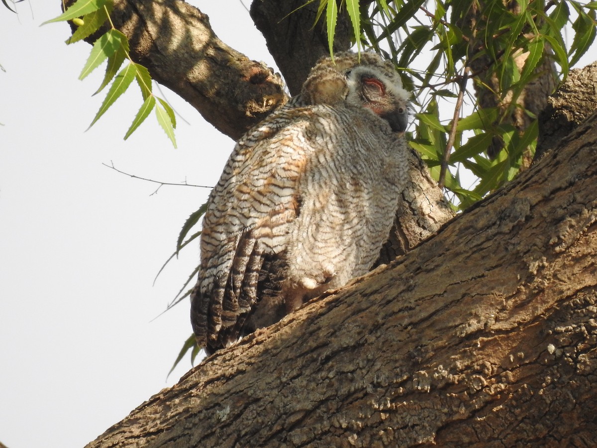 Mottled Wood-Owl - ML617352953