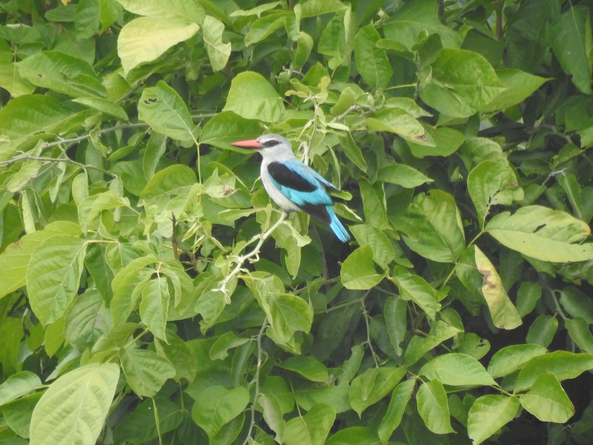 Woodland Kingfisher - Alastair Newton