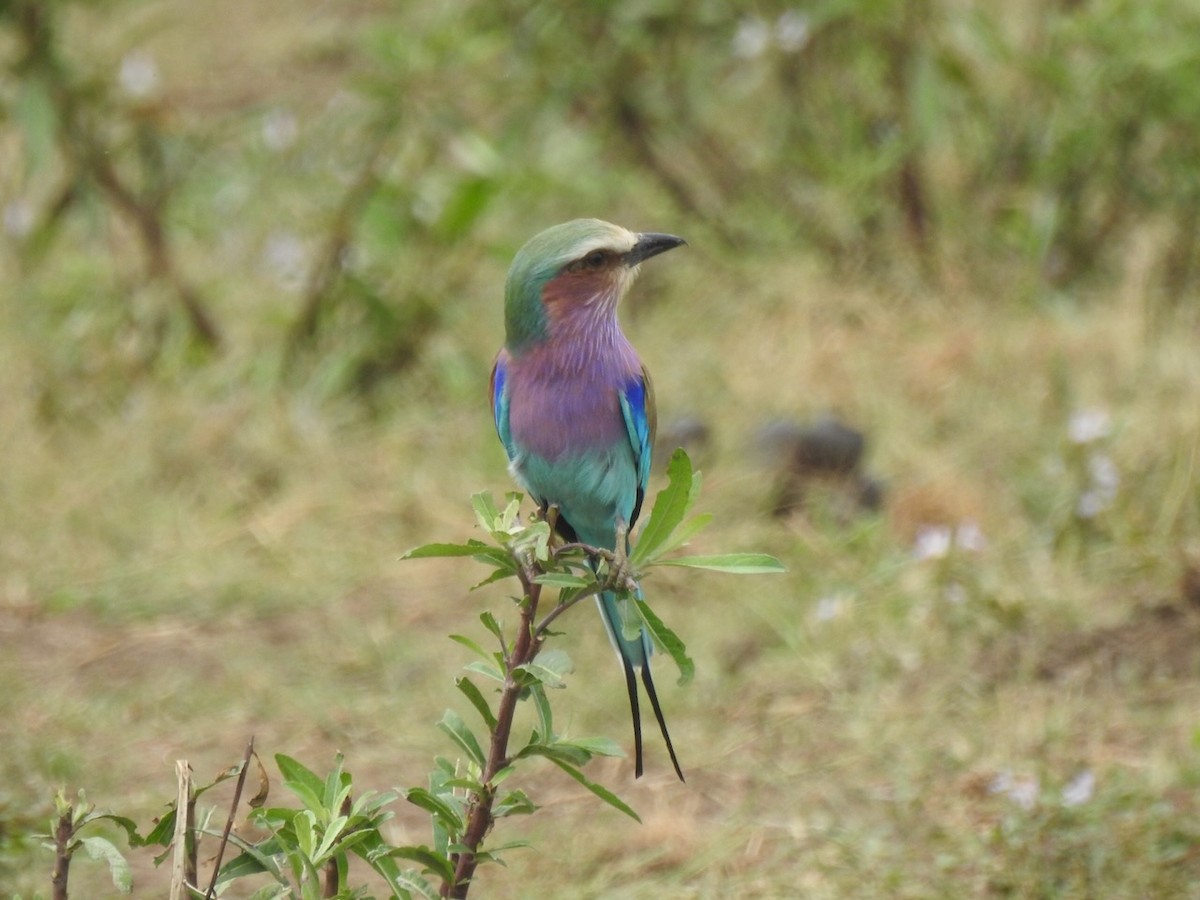 Lilac-breasted Roller - Alastair Newton