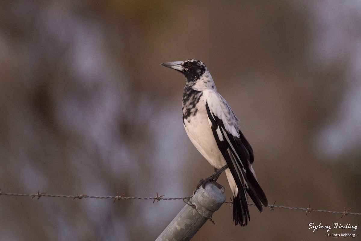 Australian Magpie (Black-backed) - Chris Rehberg  | Sydney Birding