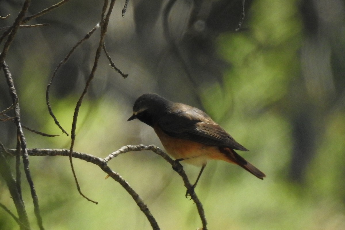Common Redstart - Pedro Moreira