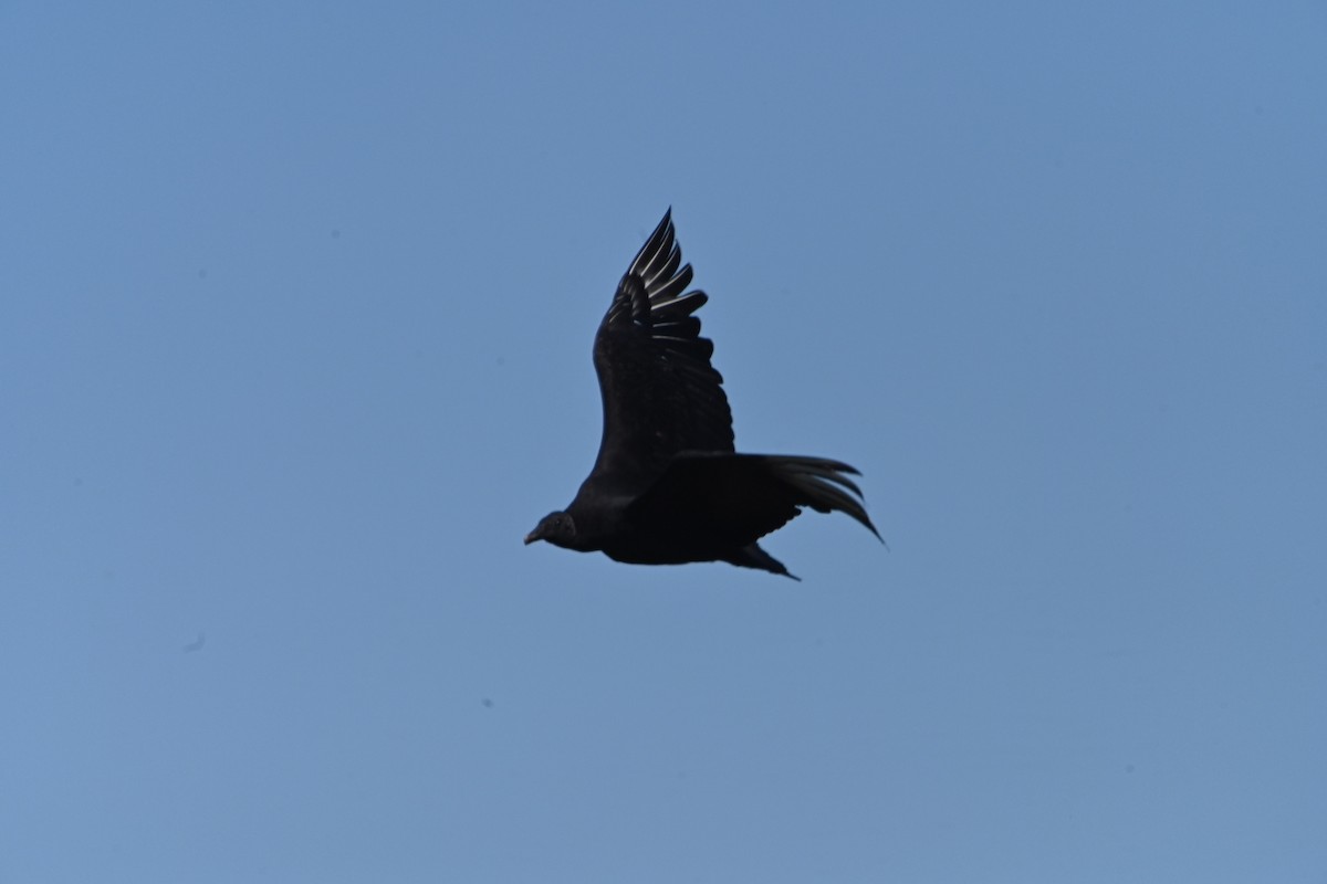 Black Vulture - ML617353024