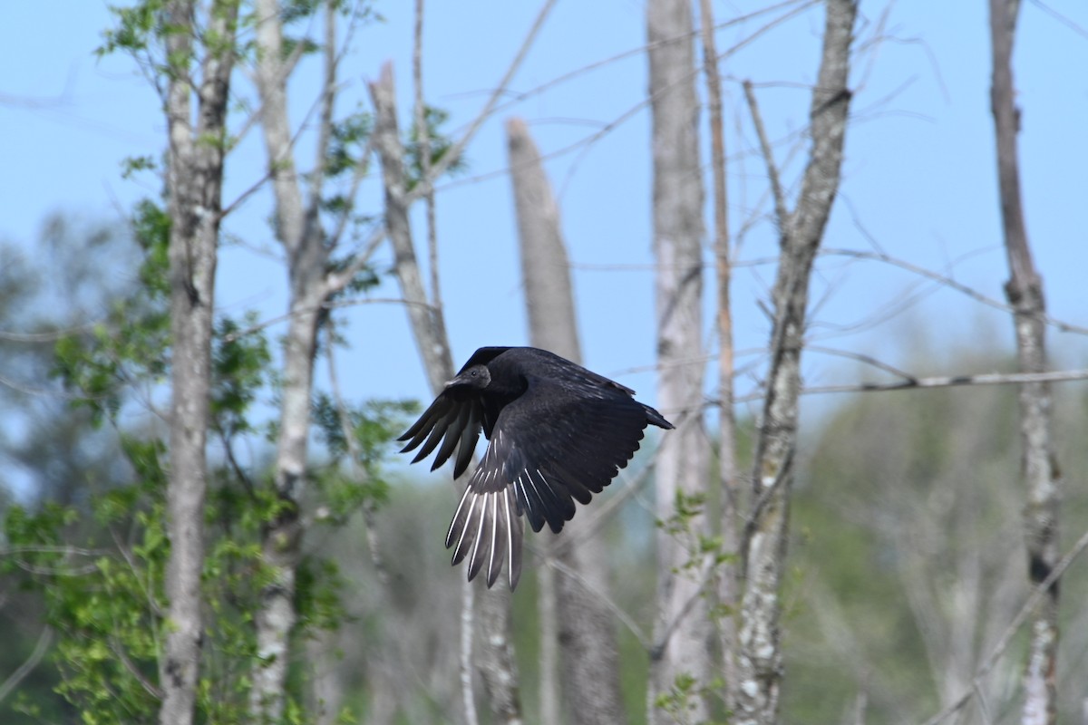 Black Vulture - ML617353025