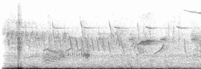 Great Reed Warbler - ML617353044