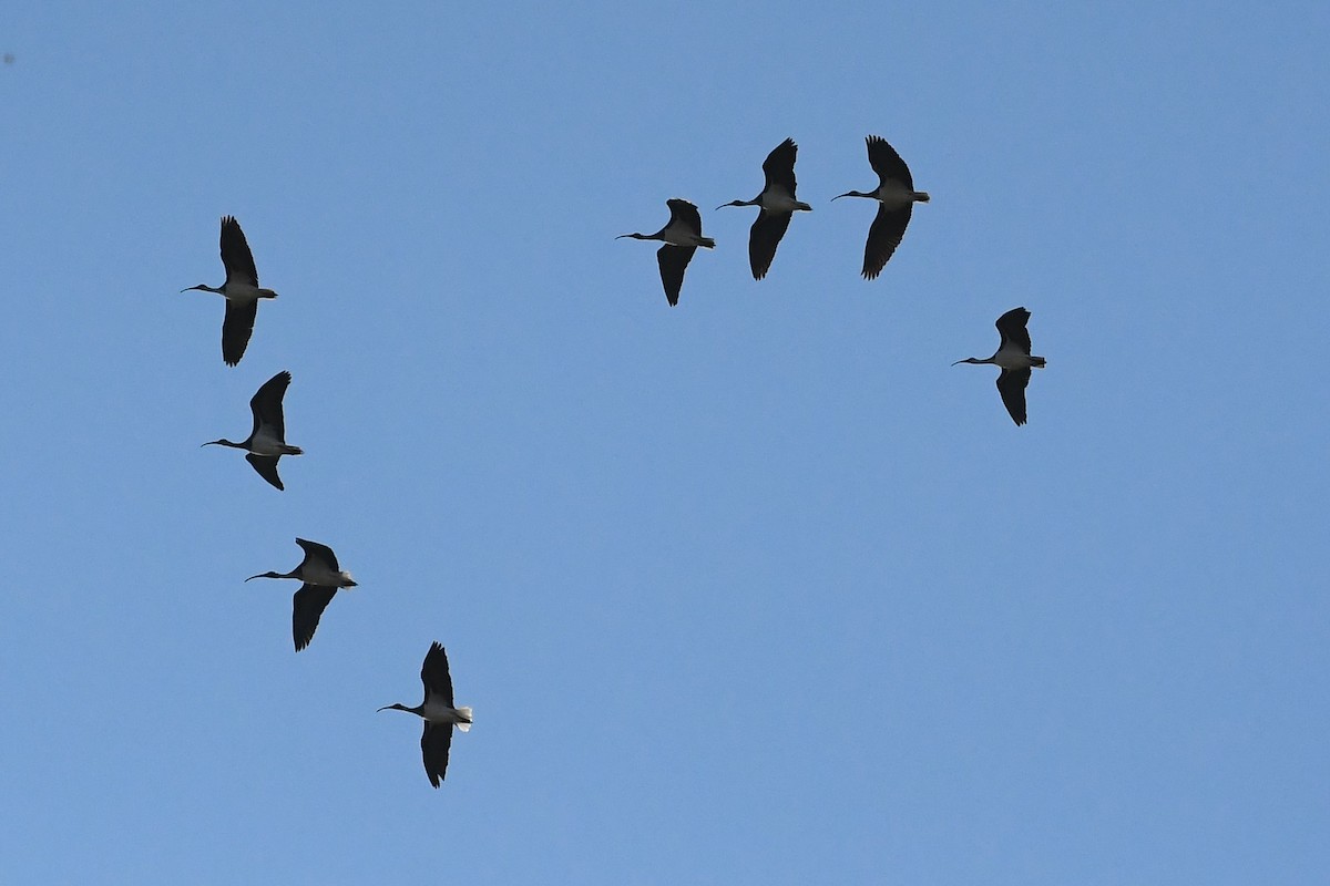 Straw-necked Ibis - Michael Louey
