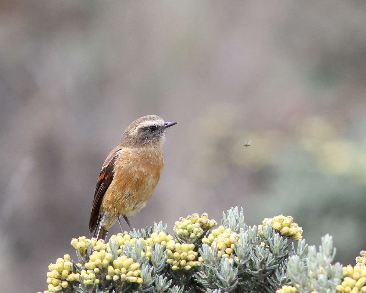 Brown-backed Chat-Tyrant - Per Smith