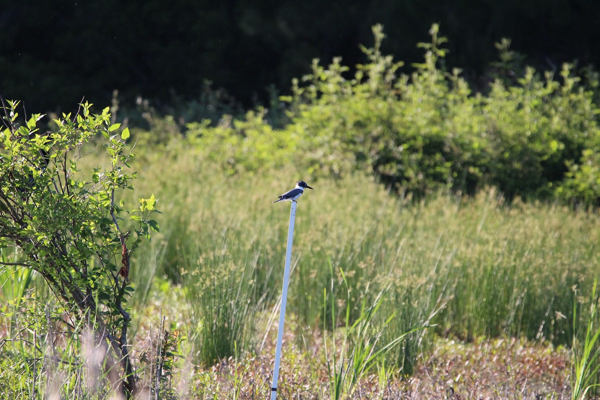 Belted Kingfisher - ML617353206