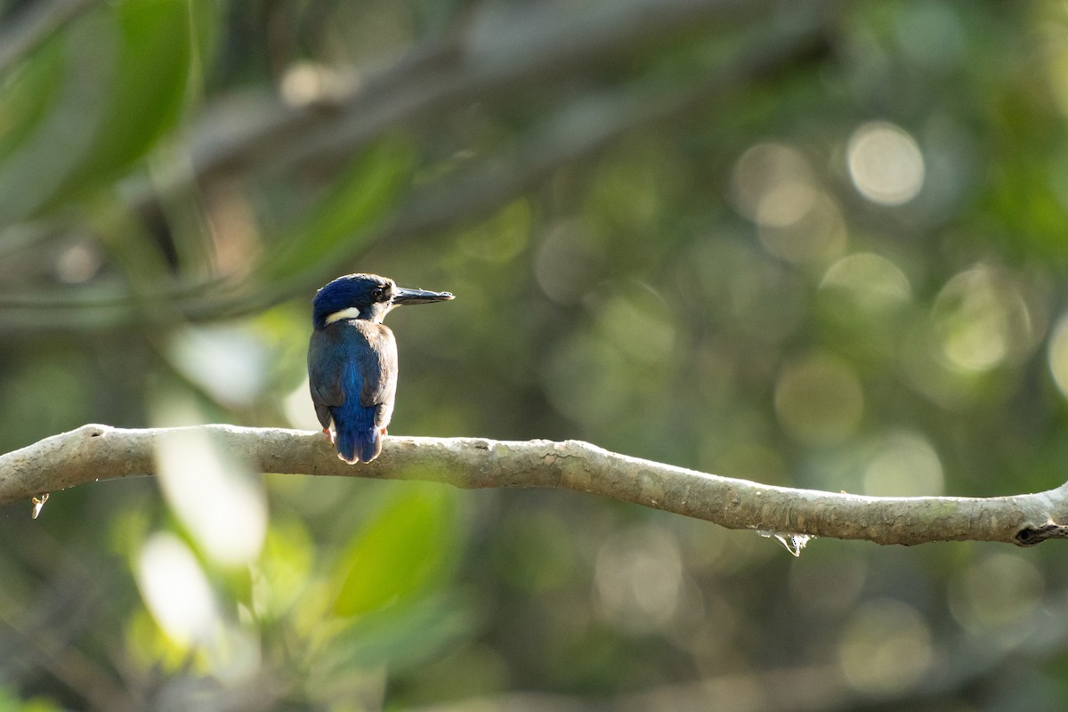 Little Kingfisher - Tomas Tapia