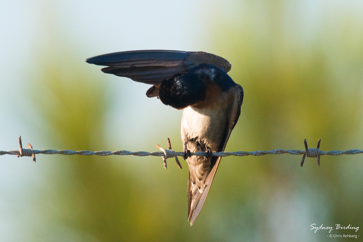 Welcome Swallow - Chris Rehberg  | Sydney Birding