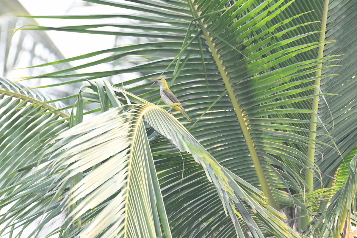 Indian Golden Oriole - ML617353410