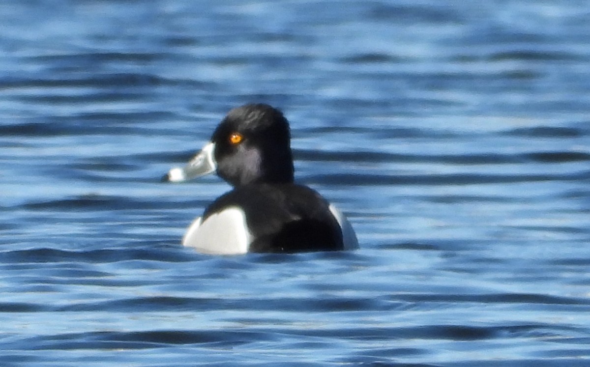 Ring-necked Duck - ML617353446