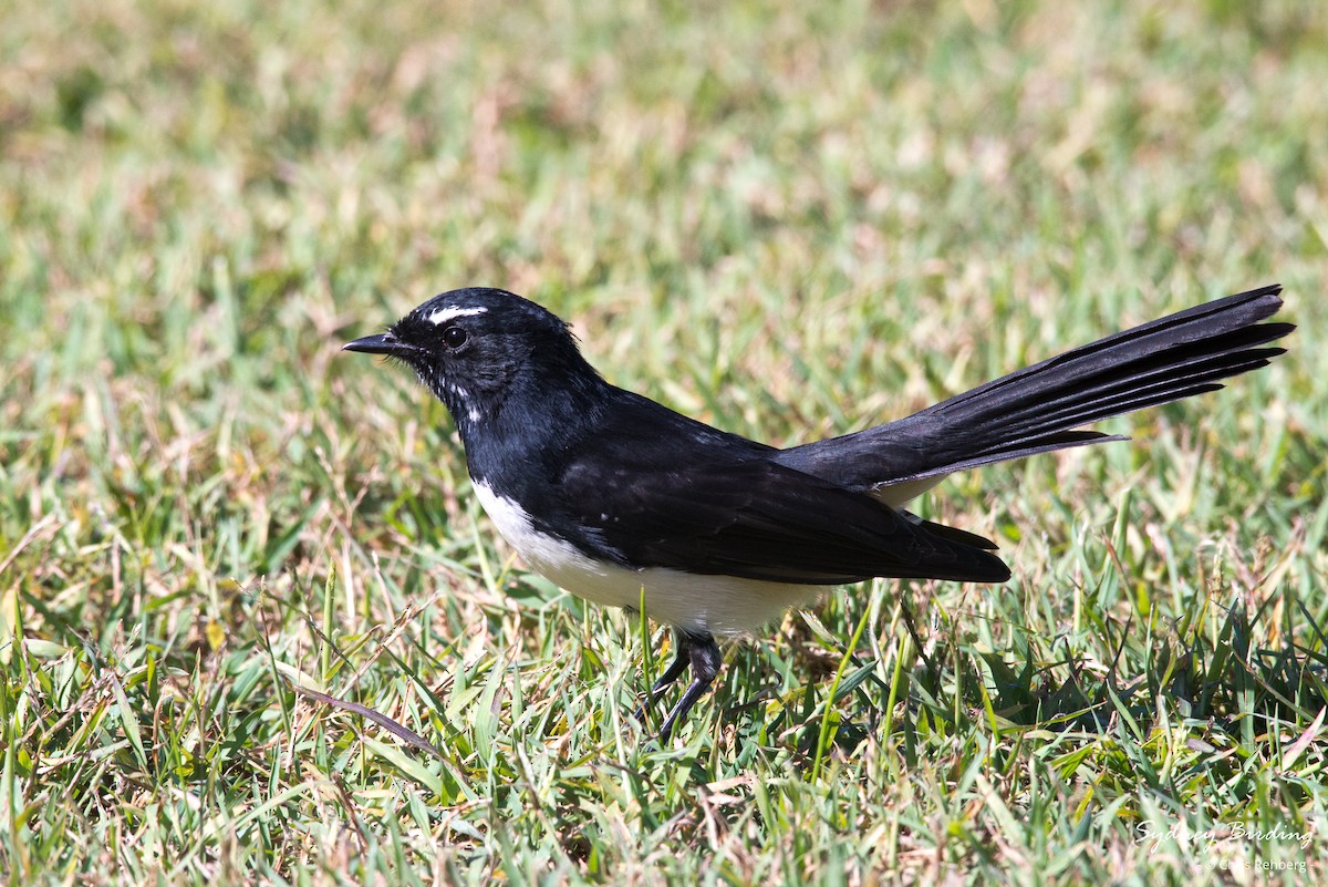 Willie-wagtail - ML617353627