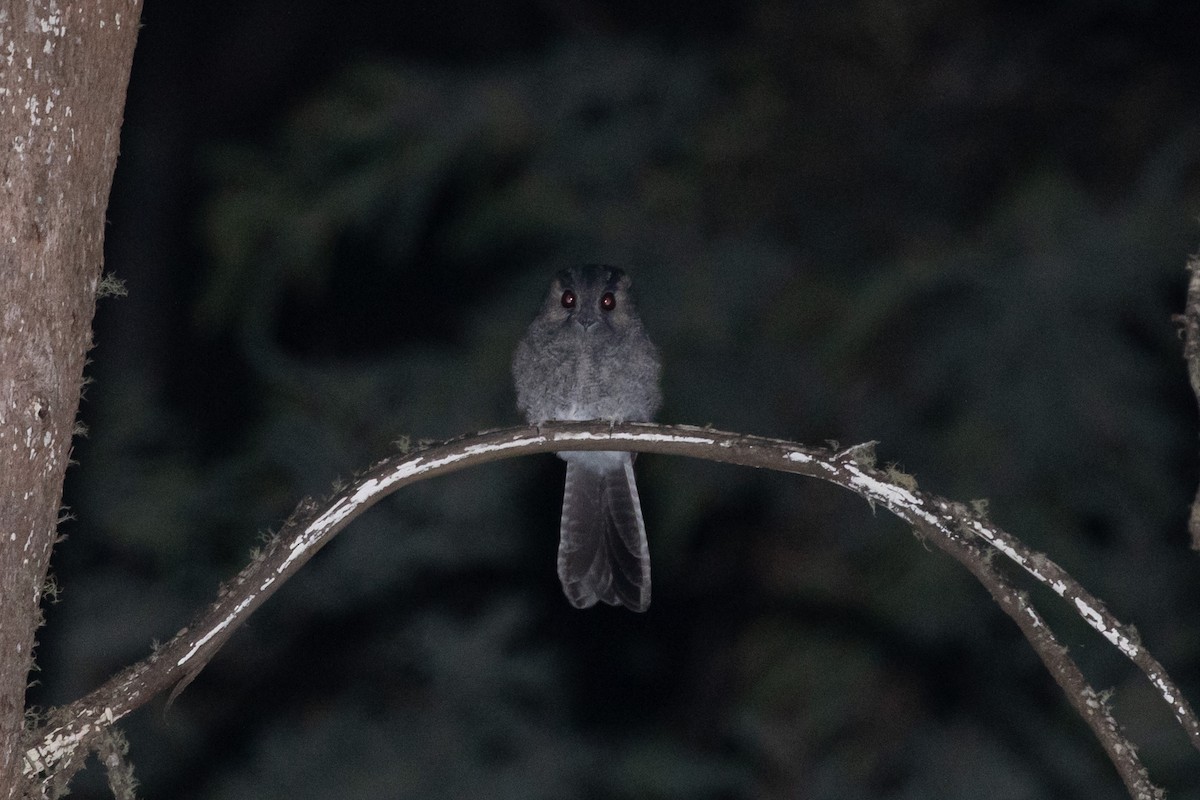 Australian Owlet-nightjar - ML617353672