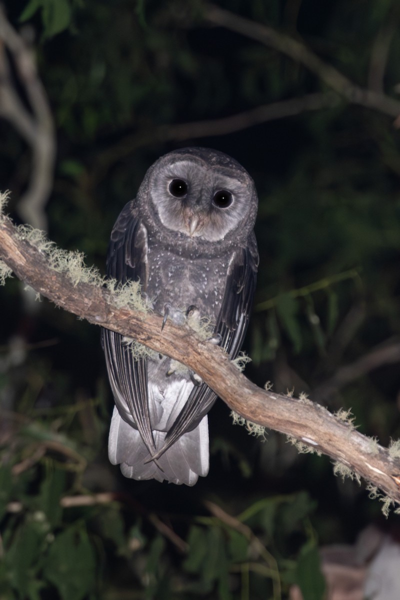 Sooty Owl (Greater) - Isaac Clarey