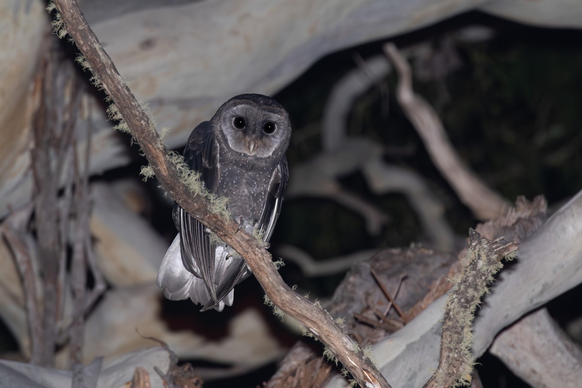 Sooty Owl (Greater) - ML617353708