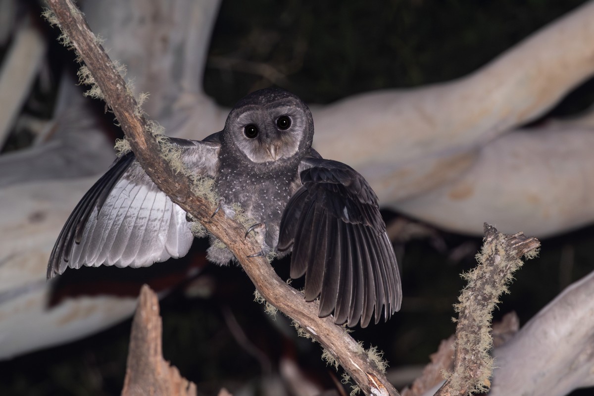 Sooty Owl (Greater) - ML617353709
