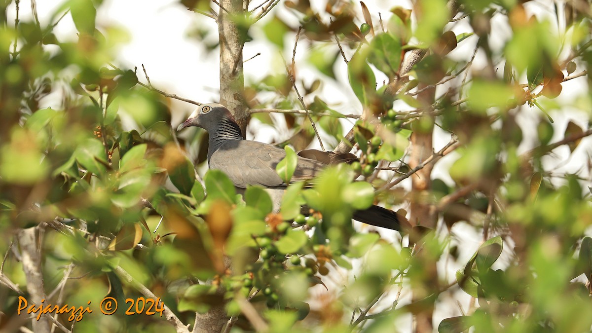 White-crowned Pigeon - Alfredo Garcia