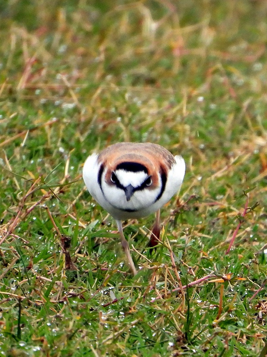 Collared Plover - Julián Tocce